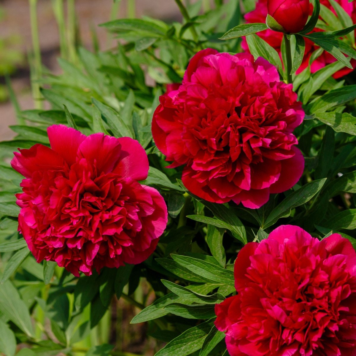 Pivoňka lékařská Rubra Plena - Paeonia officinalis - hlízy pivoňky - 1 ks