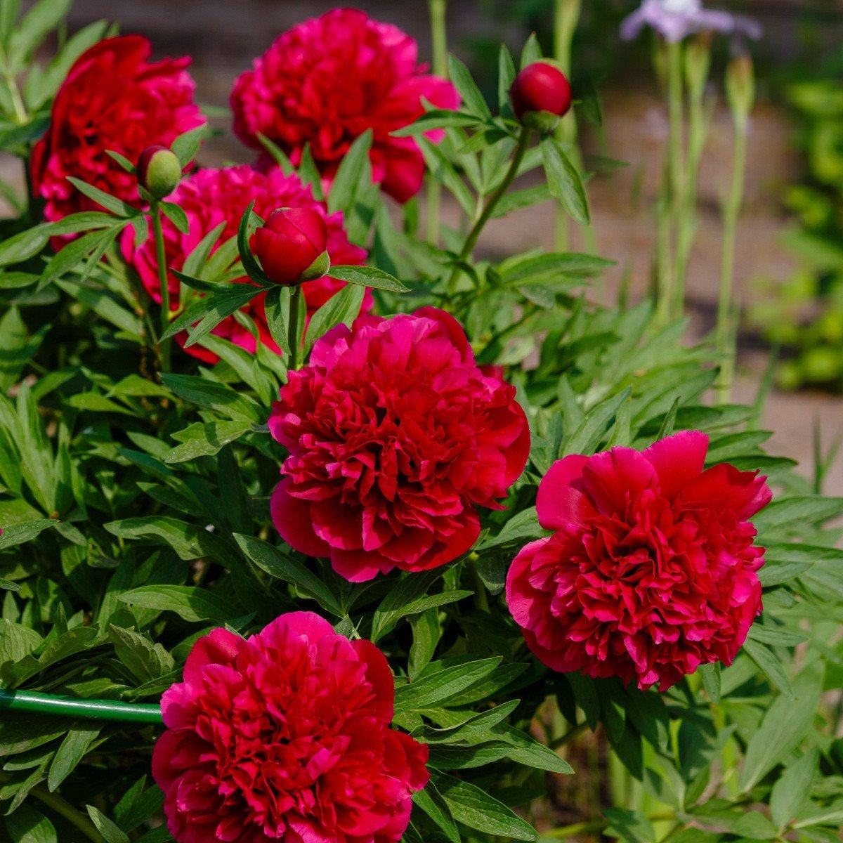 Pivoňka lékařská Rubra Plena - Paeonia officinalis - hlízy pivoňek - 1 ks