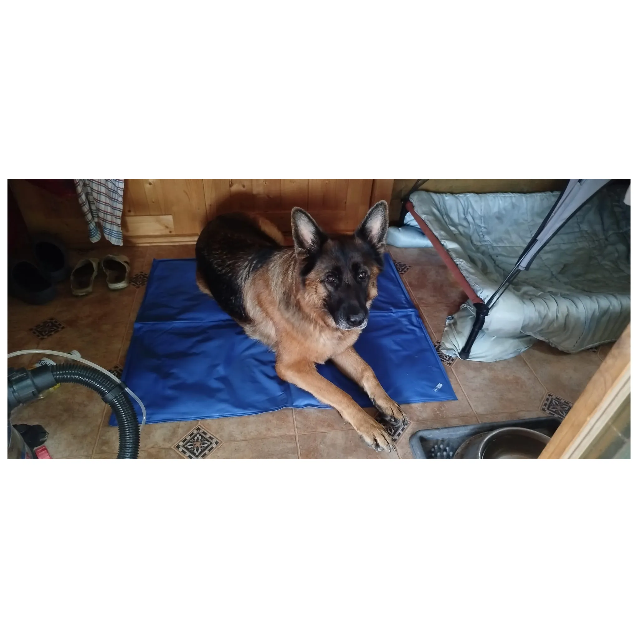 Fotografie 3 - Pelíšek pro psa ProPet Chladicí podložka pro psy a kočky modrá 50 x 40 cm