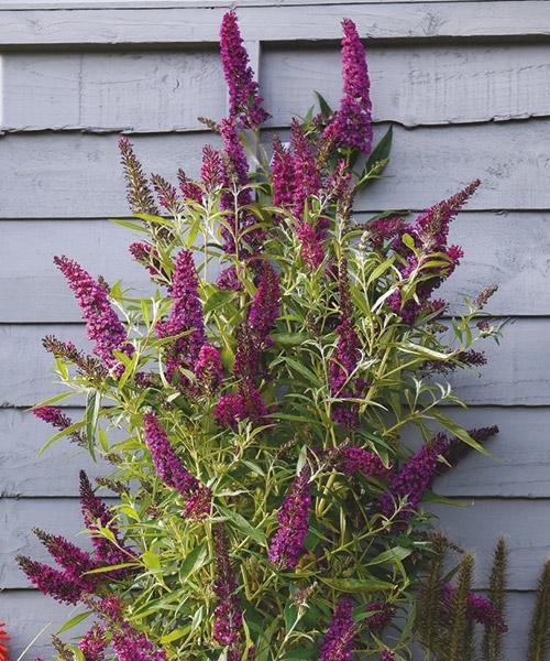 Letní šeřík 'Butterfly Tower®' fialový