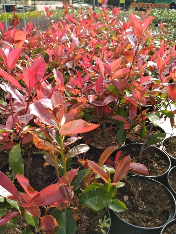 Blýskavka Fraserova 'Camilvy' - Photinia fraseri 'Camilvy' Kontejner o objemu 2 litry velikost 20-40 cm