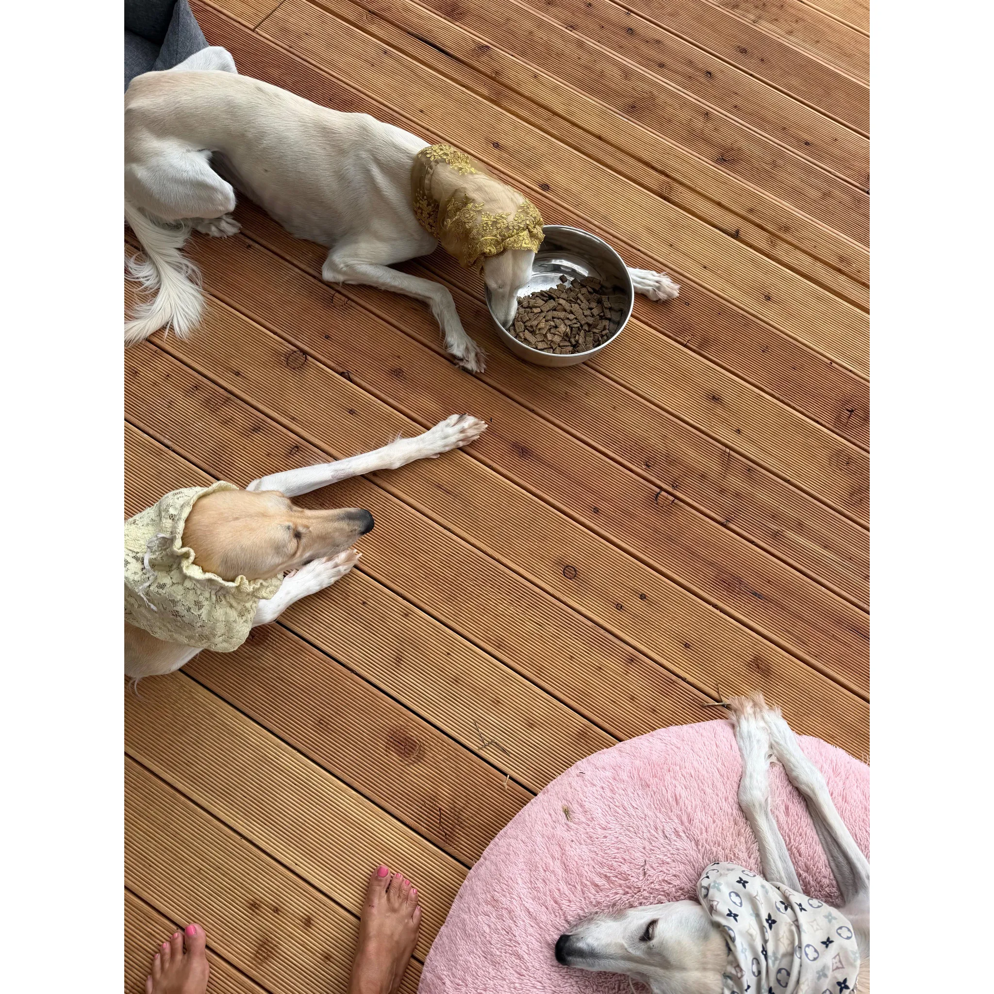 Fotografie 4 - Krmivo pro psa Sunday Pets Gentle Bake Adult Small/Medium Lamb 1,3 kg