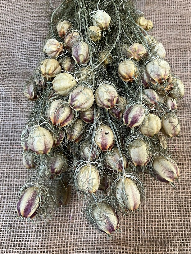 Nigela Černucha 100gr. natur