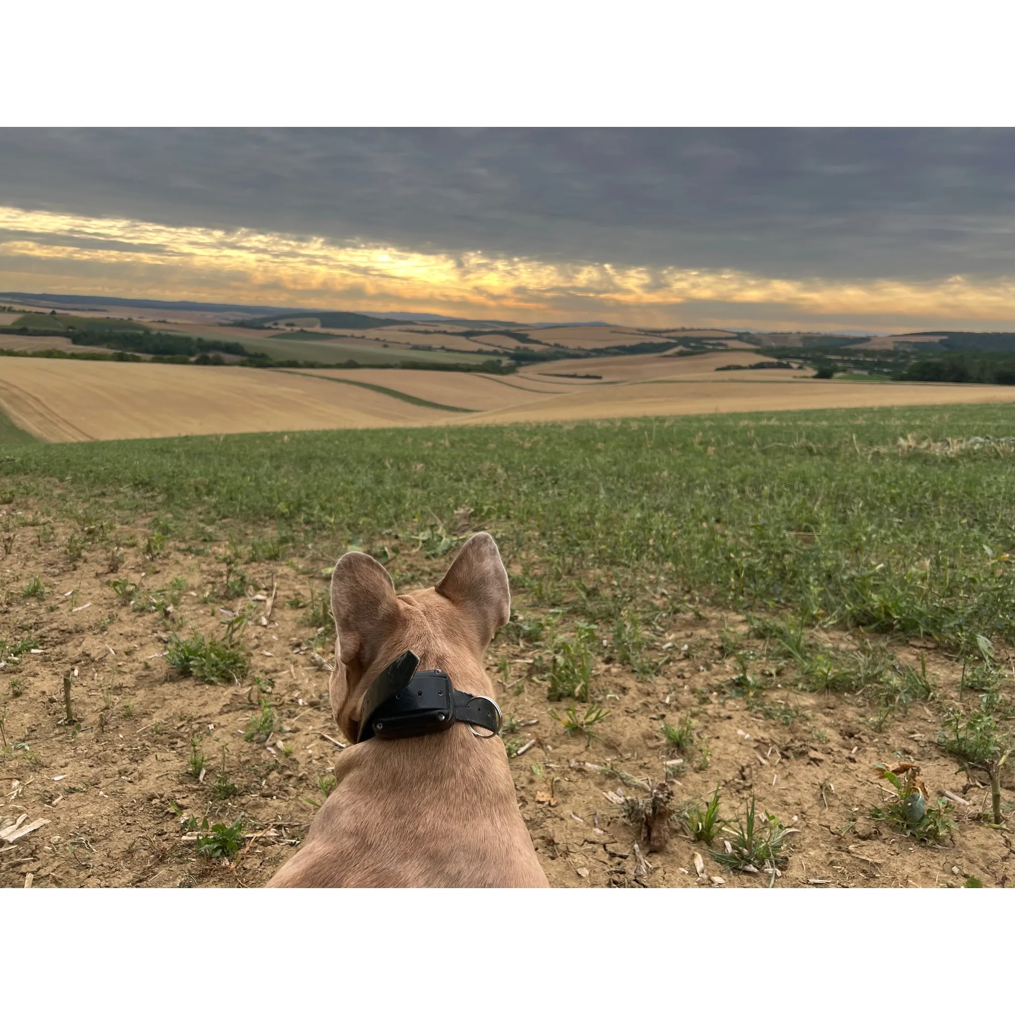 Fotografie 8 - Elektrický obojek Dogtrace D-control 1010