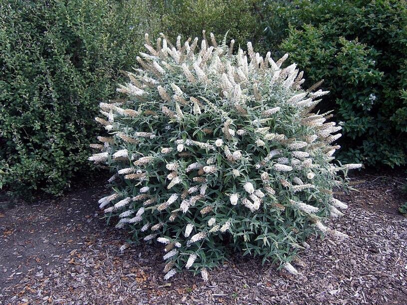 Motýlí keř, Komule Davidova 'White Ball' - Buddleja davidii 'White Ball' Kontejner o objemu 2 litry velikost 20-30 cm