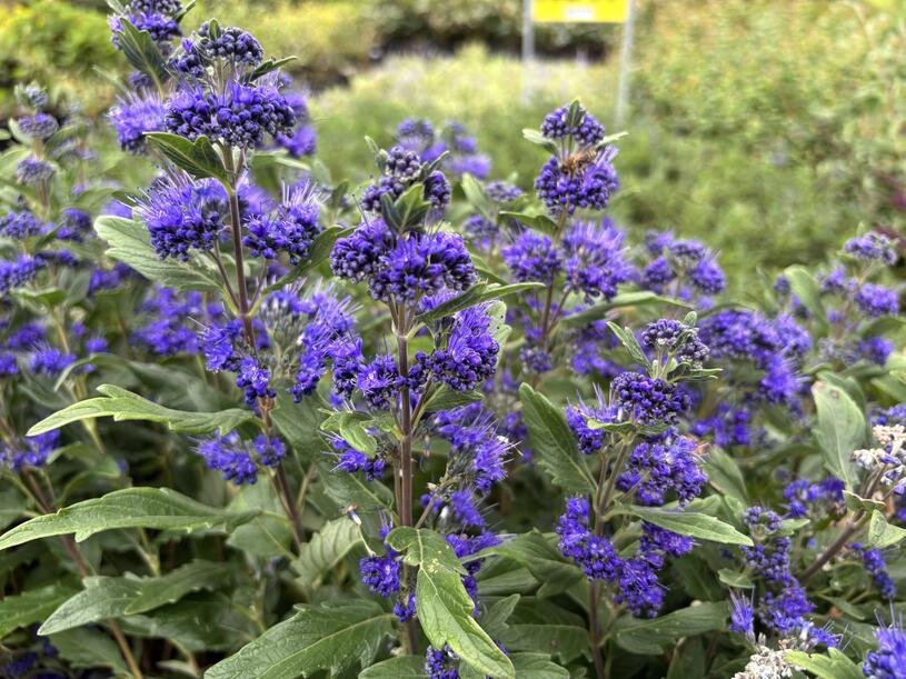 Ořechokřídlec clandonský 'Grand Blue' (Inoveris) - Caryopteris clandonensis 'Grand Blue' (Inoveris) Kontejner o objemu 1,5 litru velikost 10-20 cm