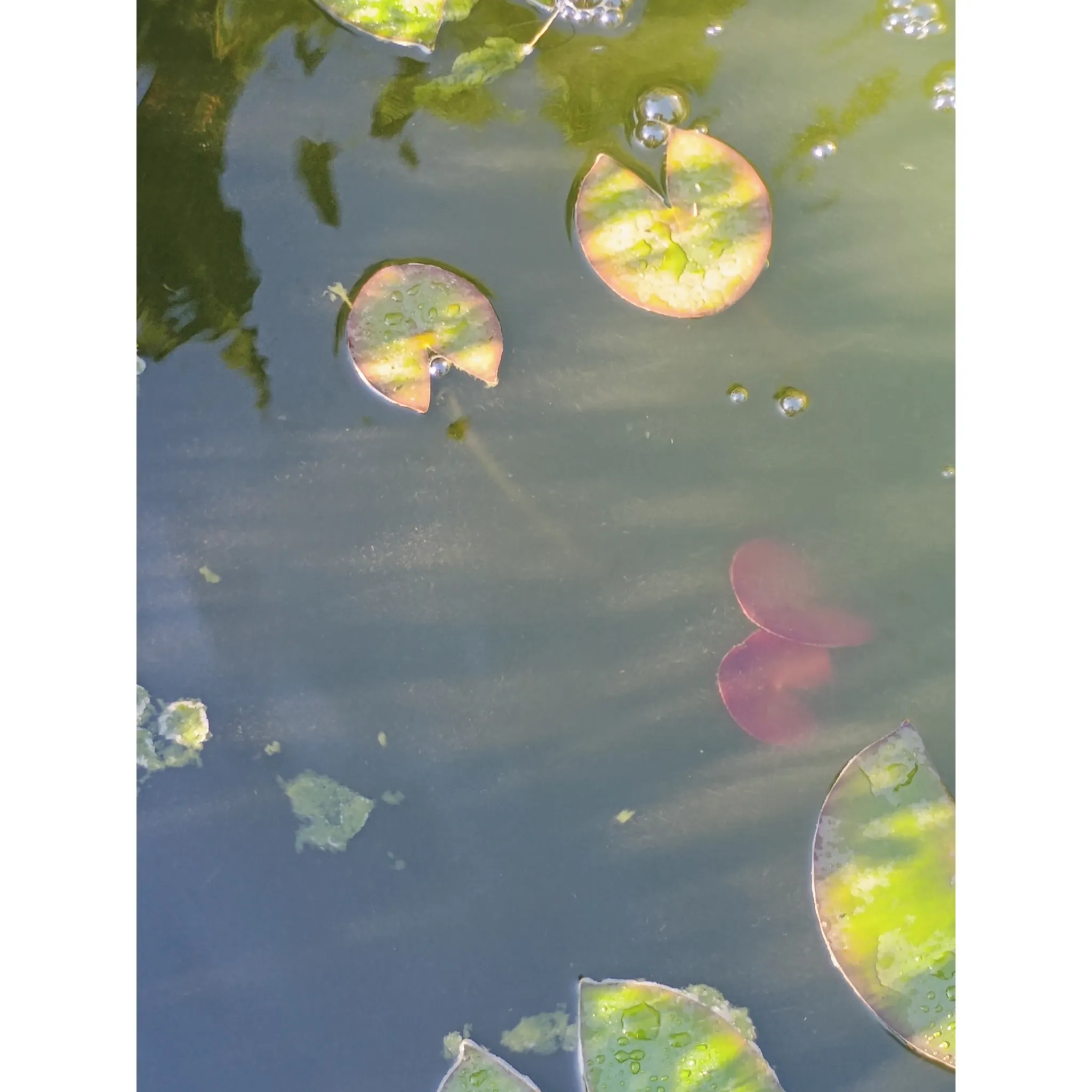 Fotografie 2 - Jezírková chemie Home pond Attack Pond 600 g 