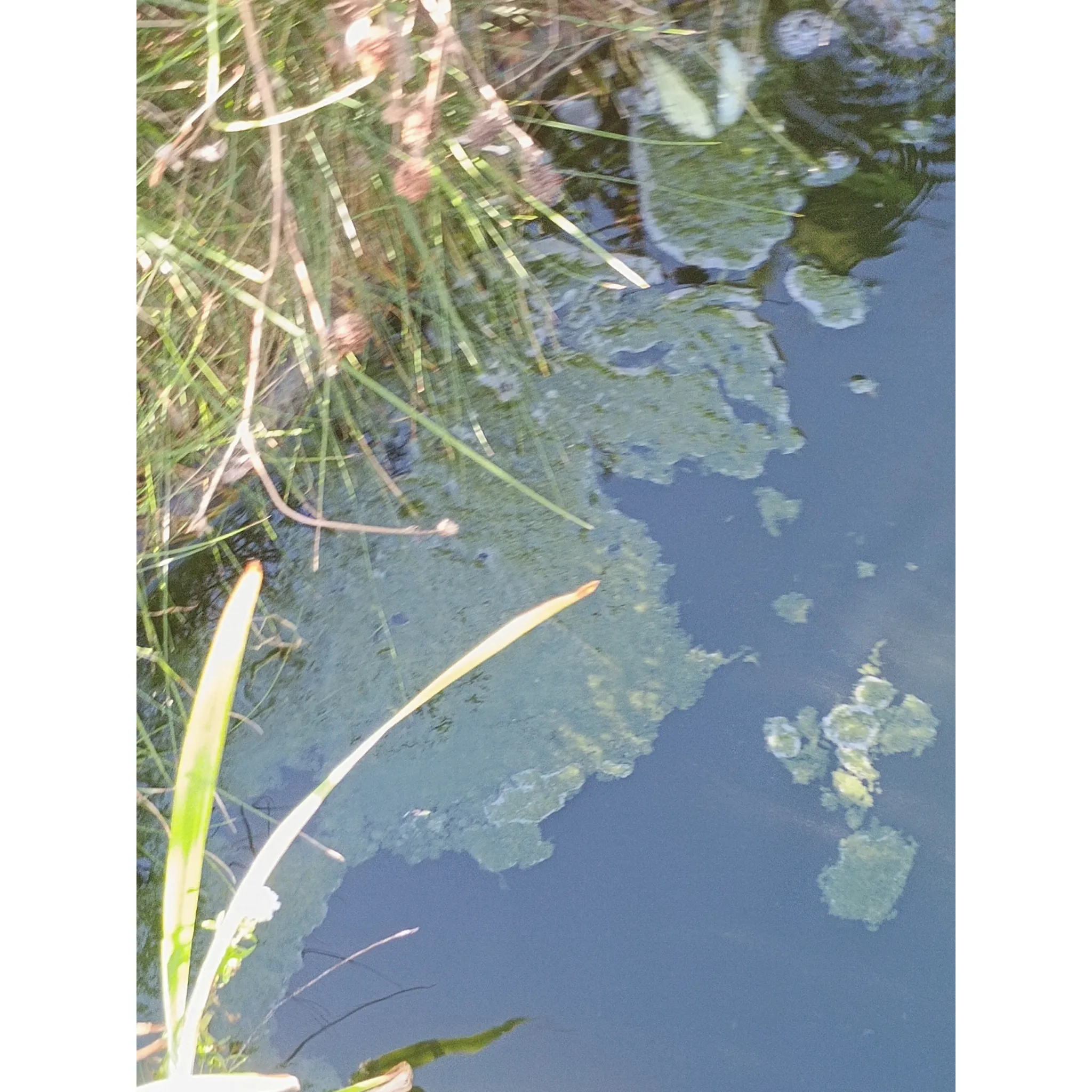 Fotografie 5 - Jezírková chemie Home pond Attack Pond 600 g 