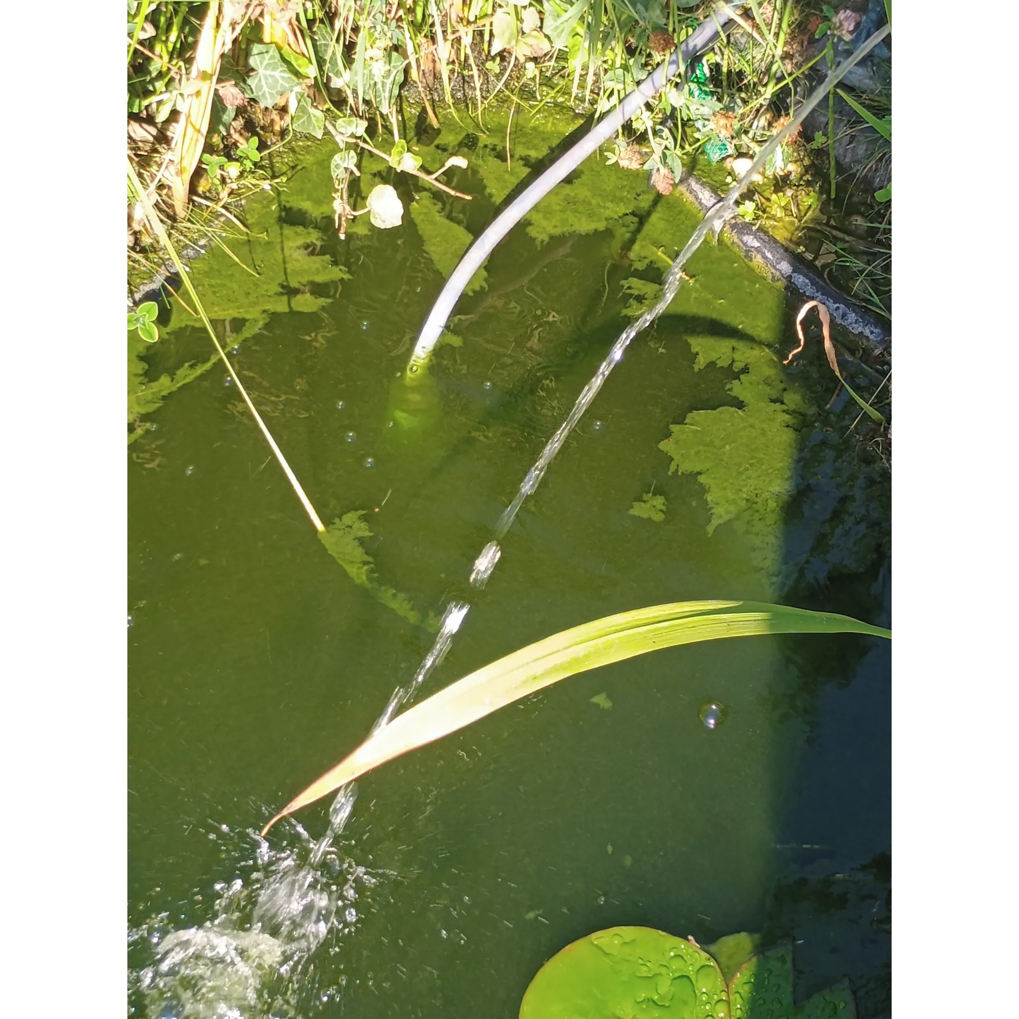 Fotografie 3 - Jezírková chemie Home pond Attack Pond 600 g 