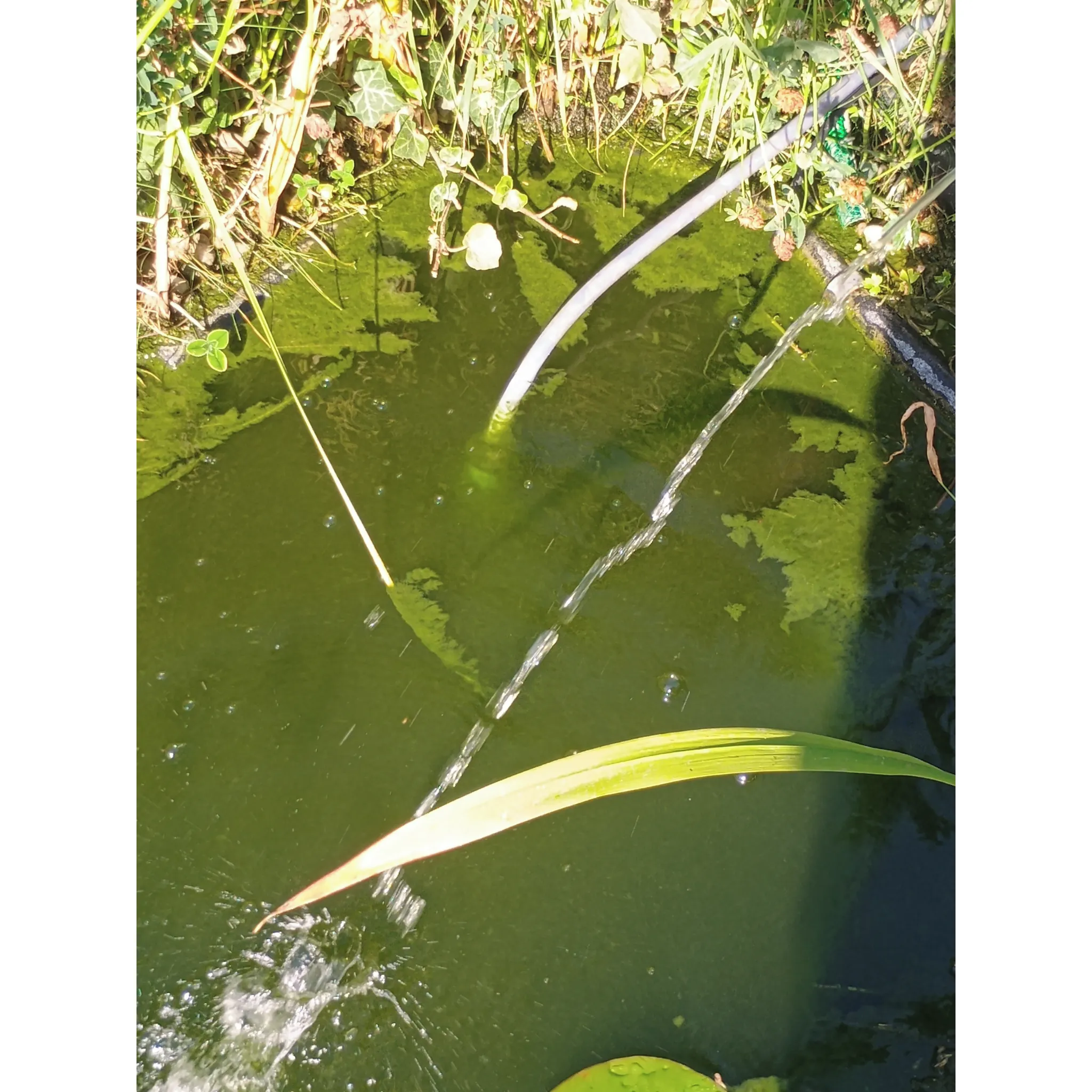 Fotografie 4 - Jezírková chemie Home pond Attack Pond 600 g 