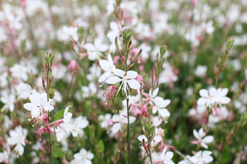 Svíčkovec 'Gambit Compact White' - Gaura lindheimeri 'Gambit Compact White' Květník o průměru 9 cm