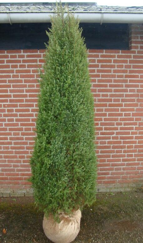Jalovec obecný 'Hibernica' - Juniperus communis 'Hibernica' Květník o průměru 14 cm