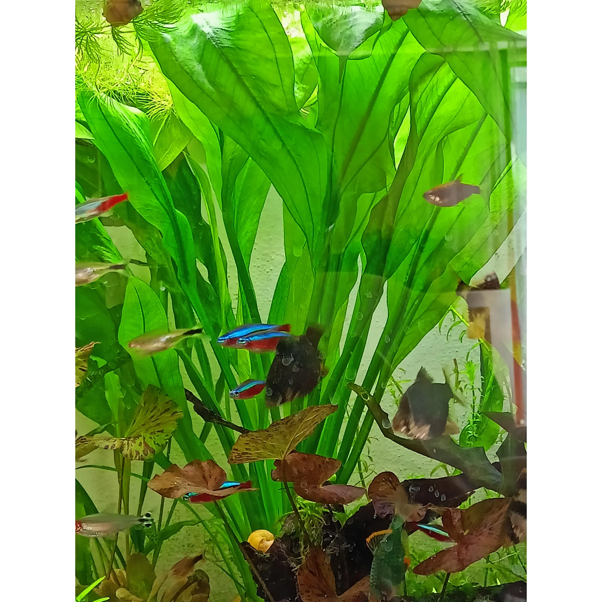 Fotografie 2 - Hnojivo na vodní rostlinu Seachem Flourish Phosphorus 100 ml