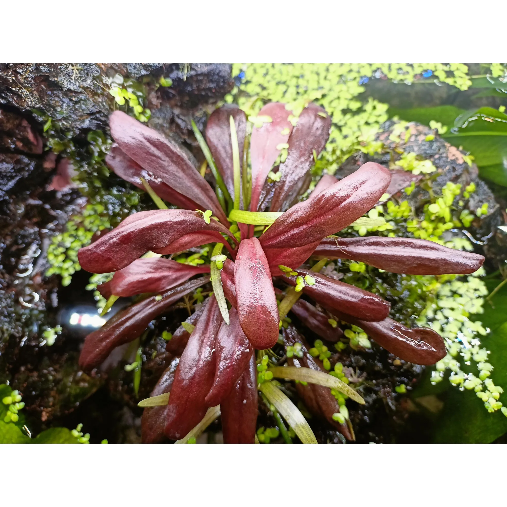 Fotografie 4 - Hnojivo na vodní rostlinu Seachem Flourish Phosphorus 100 ml