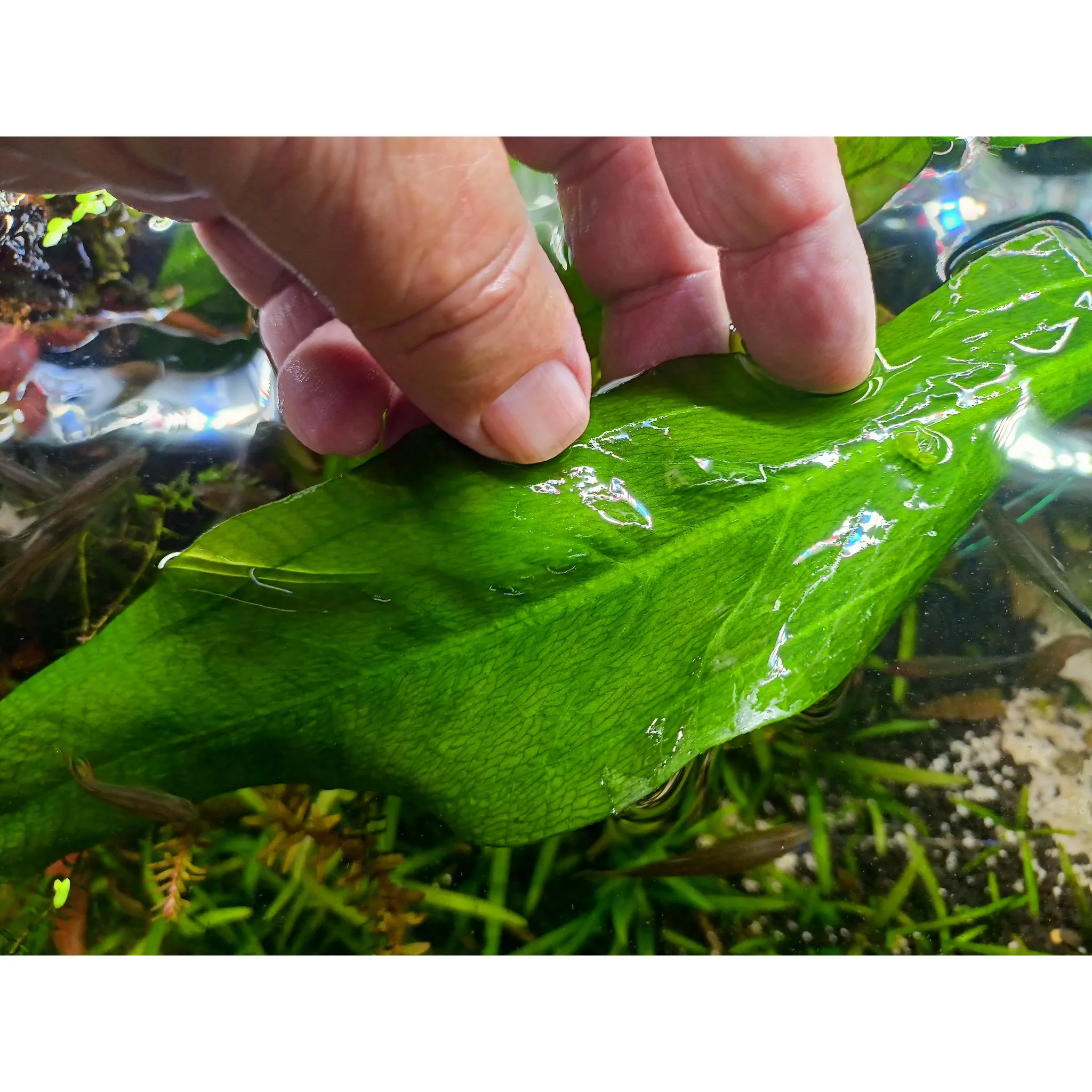 Fotografie 3 - Hnojivo na vodní rostlinu Seachem Flourish Phosphorus 100 ml