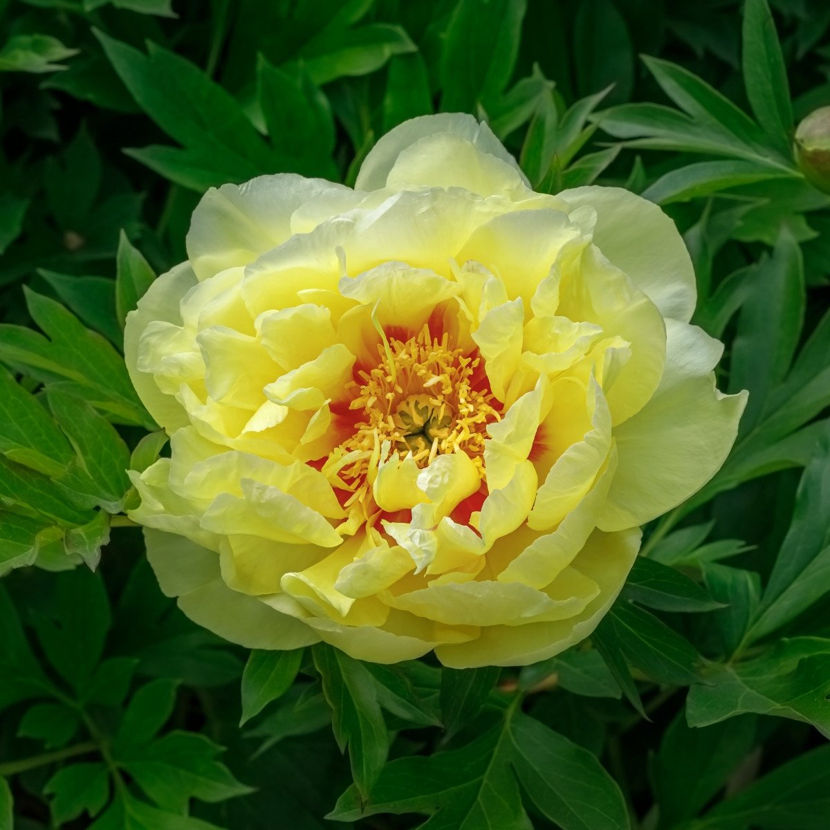 Pivoňka Bartzella - Paeonia - hlízy pivoňky - 1 ks