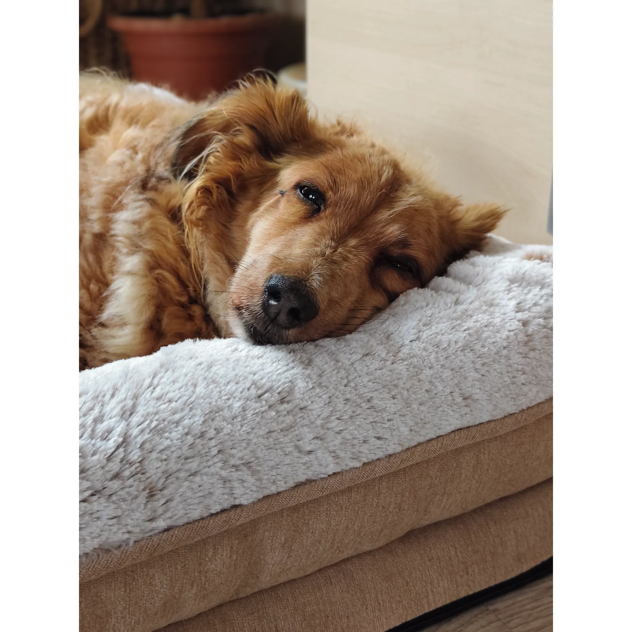 Fotografie 3 - Pelíšek pro psa Trixie Vital Bed Lino 70 x 55 cm béžový