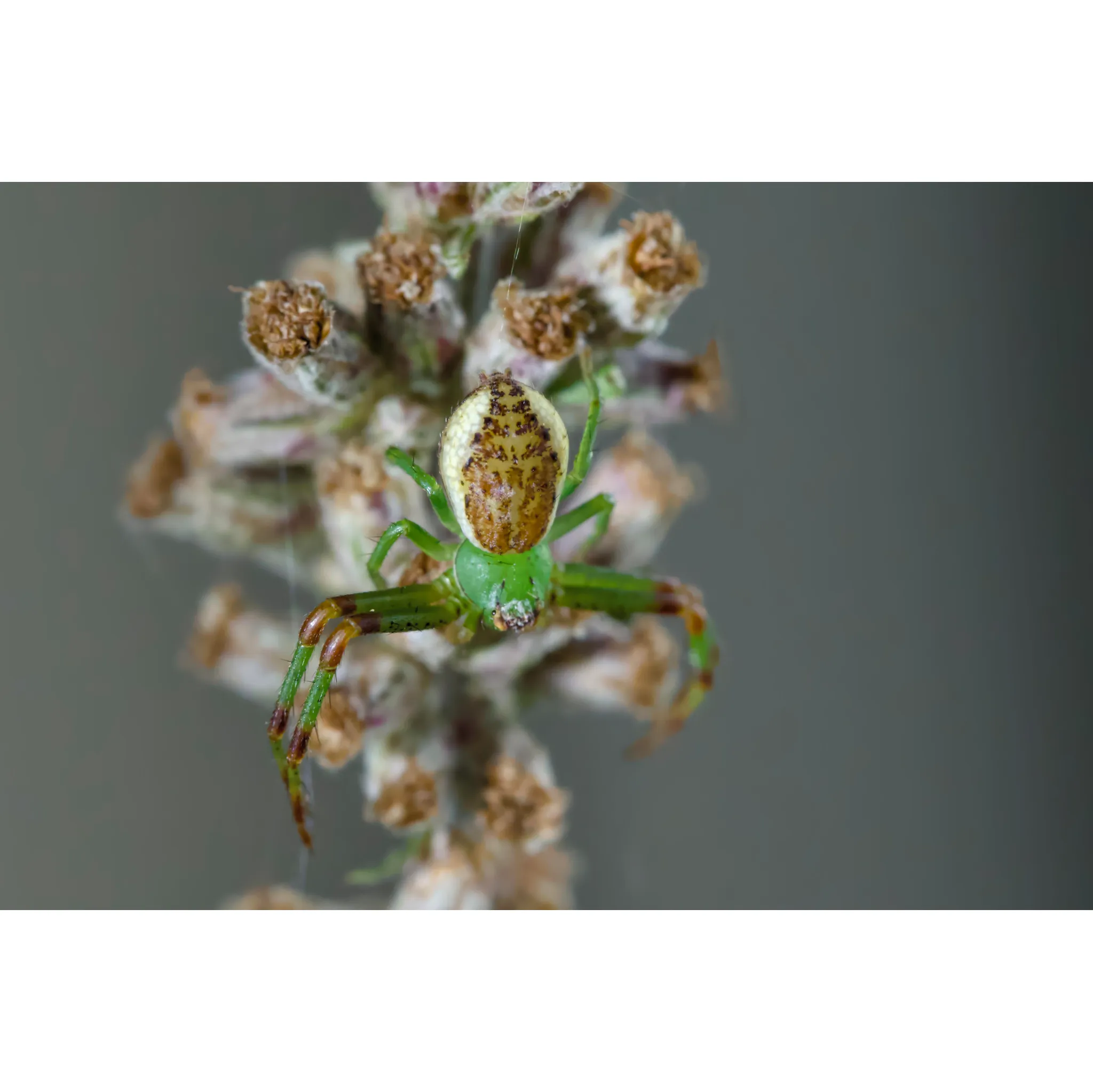 Fotografie 13 - Objektiv Sony FE 100 mm f/2.8 Macro GM OSS
