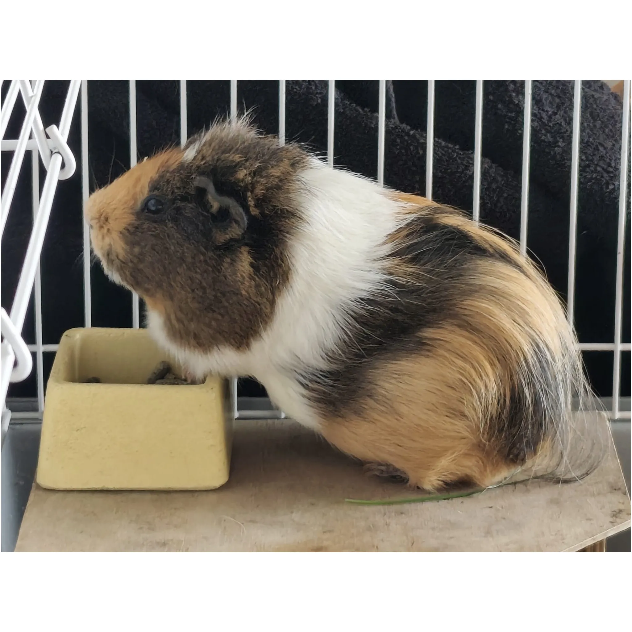 Fotografie 3 - Krmivo pro hlodavce CUNIPIC Alpha Pro Guinea Pig 500 g