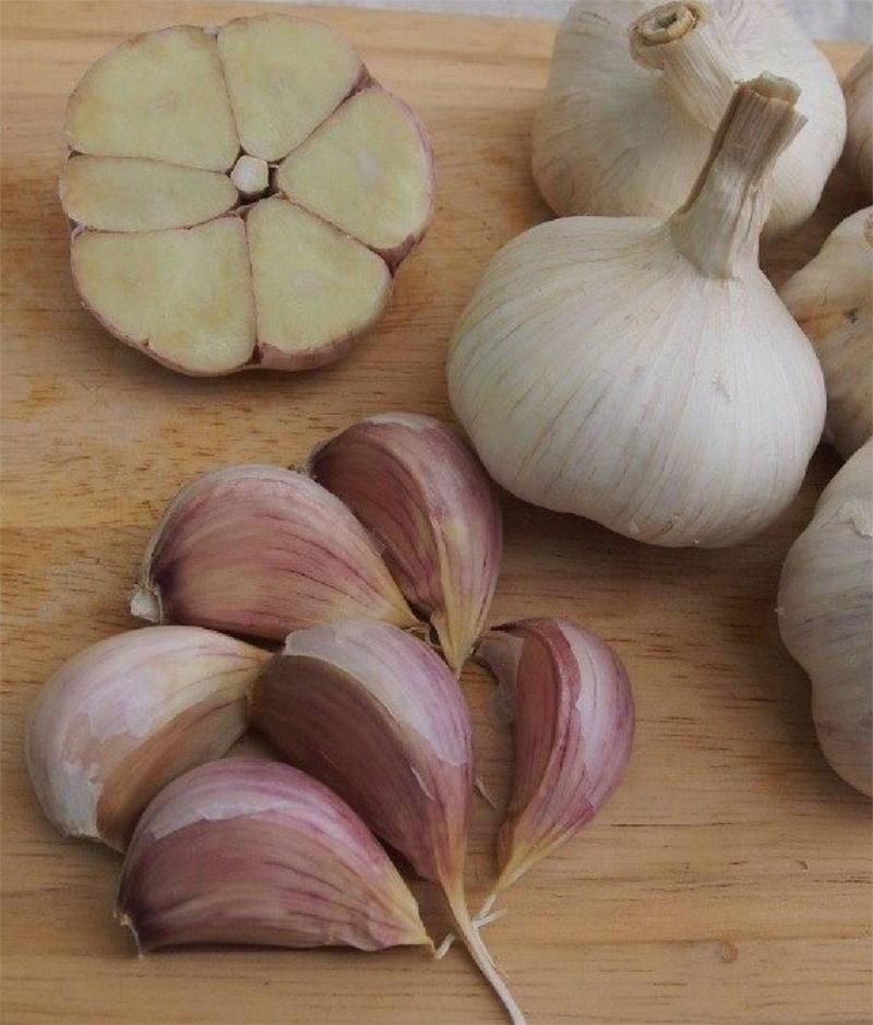 ČESKÝ ČESNEK SADBOVÝ PALIČÁK - DUKÁT - česká certifikovaná sadba 5 kg
