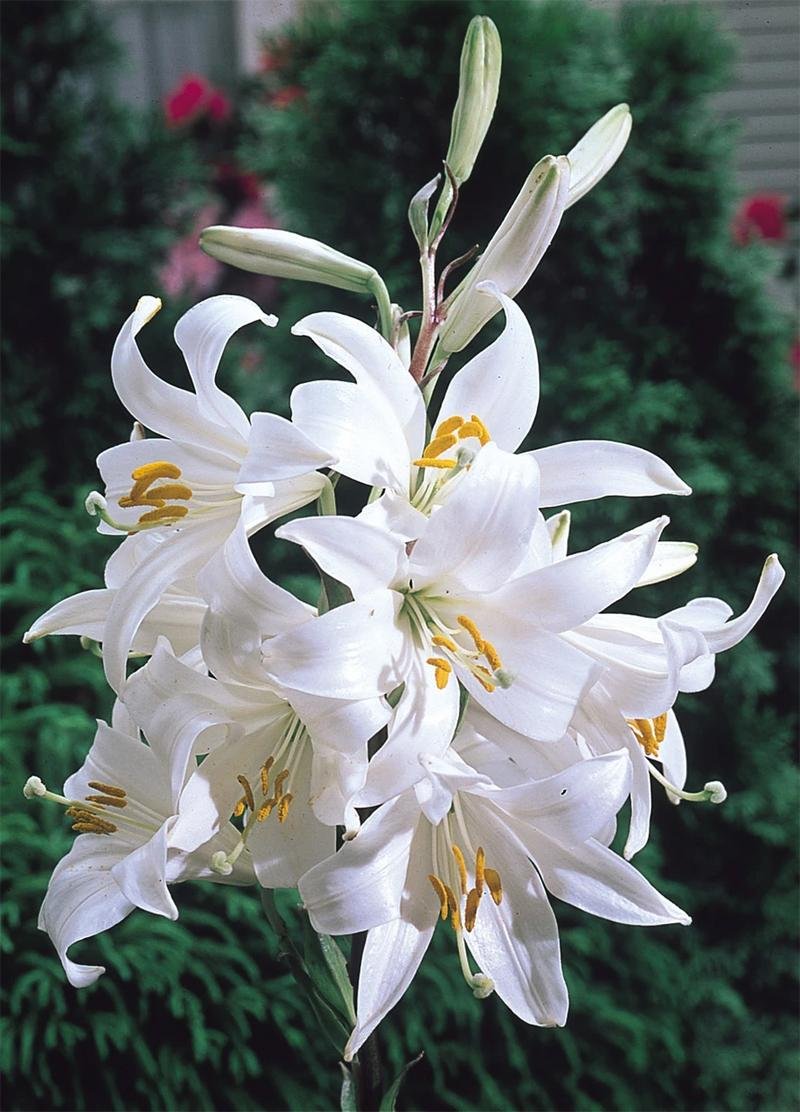 LILIUM CANDIDUM - lilie bělostná