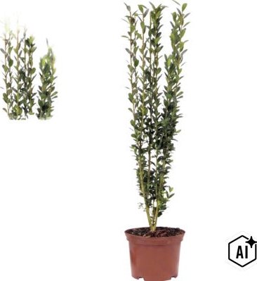 Cesmína japonská sloupovitá FloraSelf Ilex crenata 'Fastigiata' 30-40 cm květináč 2 l