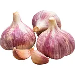 Vilmorin Česnek sadbový Primor 8 ks