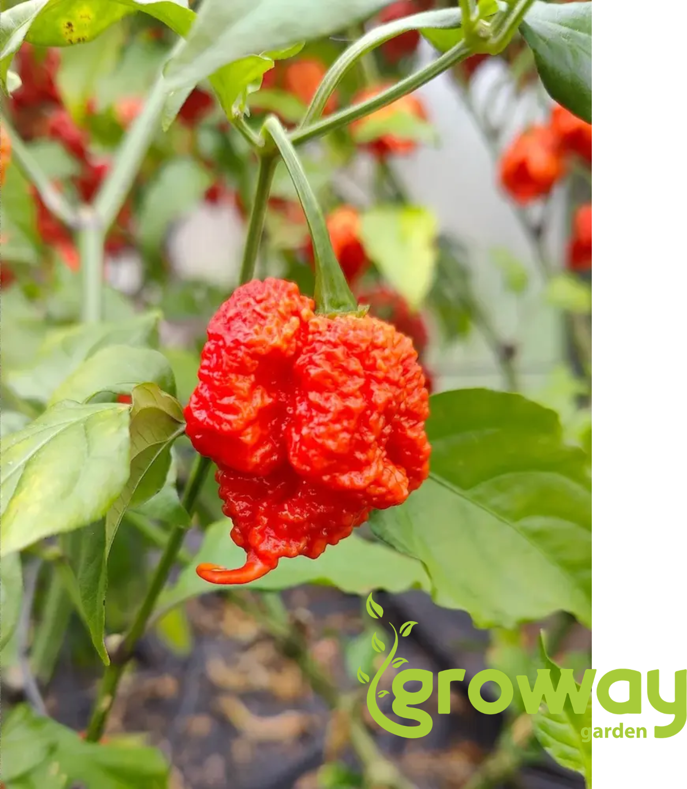 Carolina Reaper 10 ks