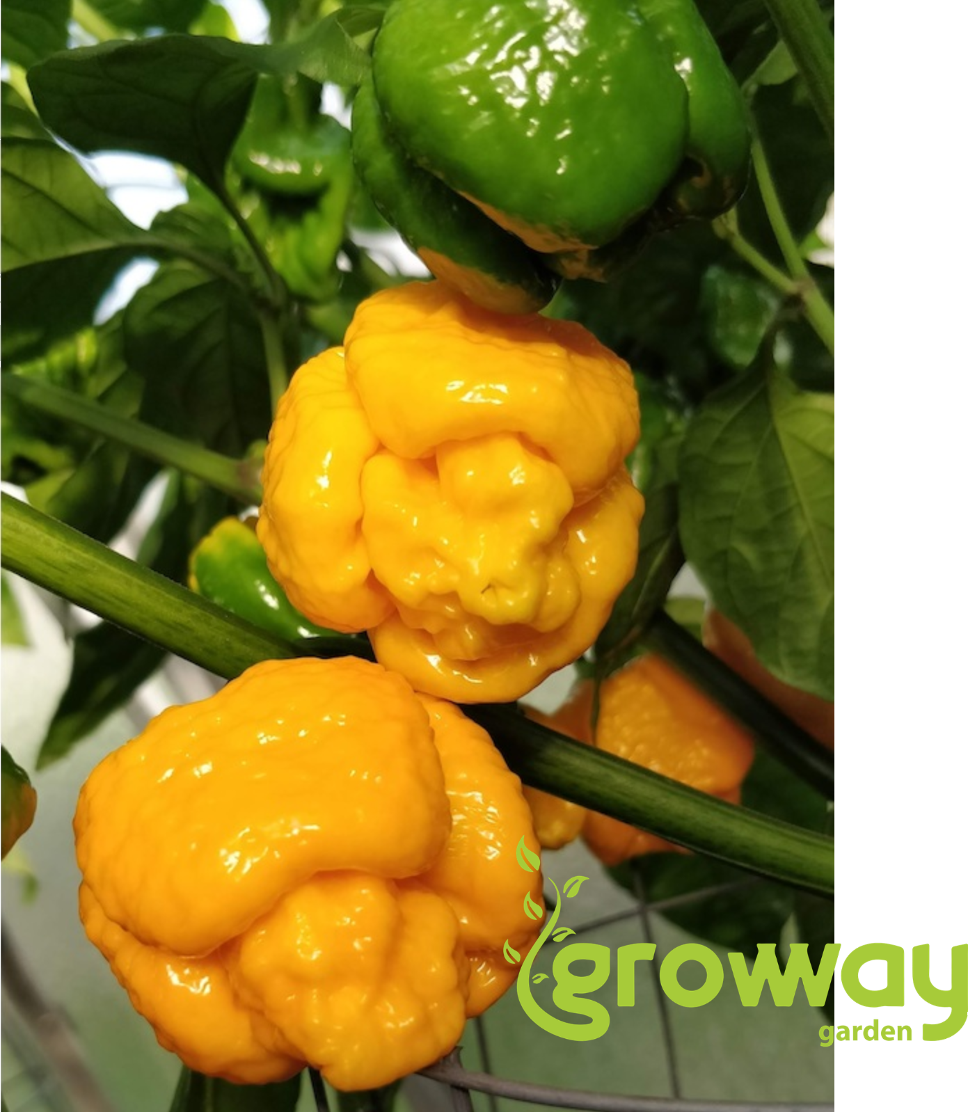 Trinidad Scorpion Moruga Yellow 10 ks