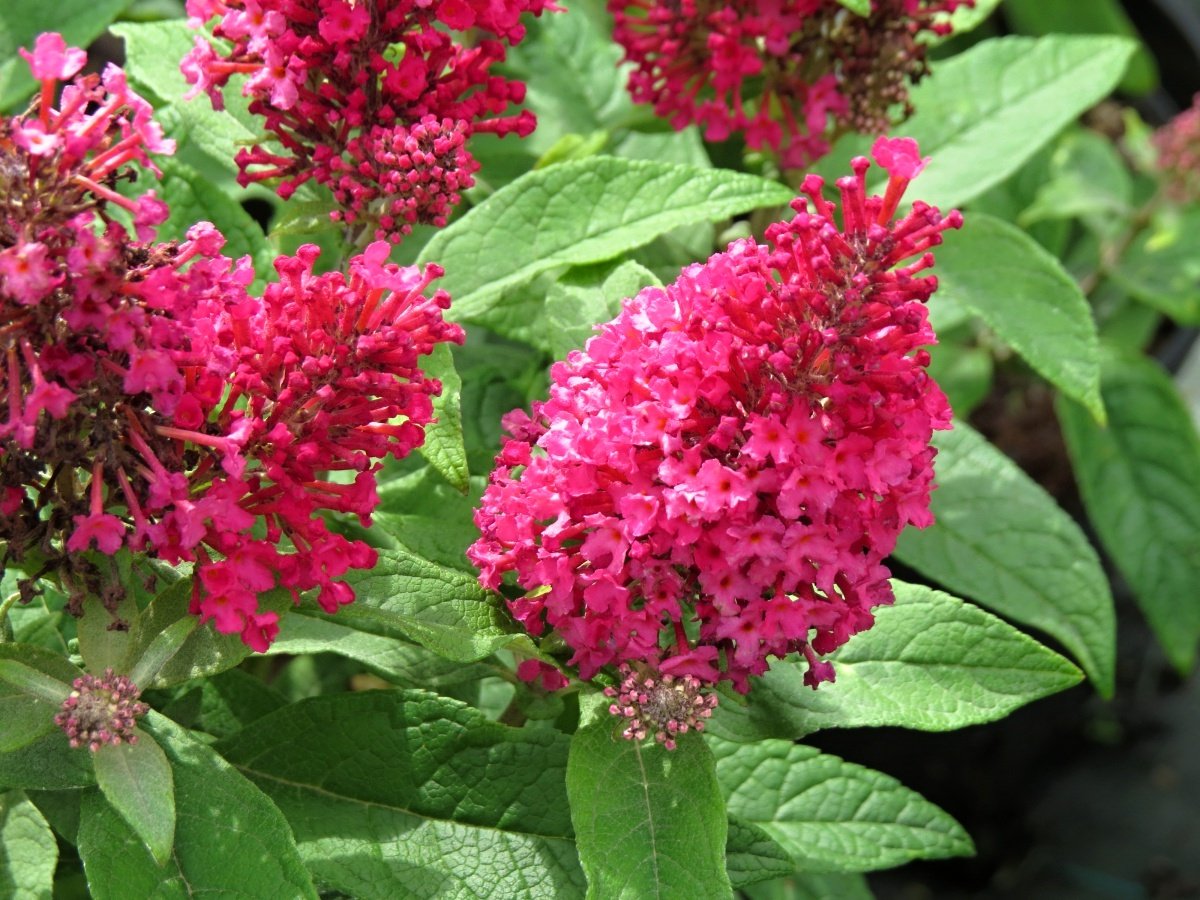 Buddleia davidii Little Ruby Velikost kontejneru: 1,5 L, Velikost sazenice: 20/25 cm komule davidova