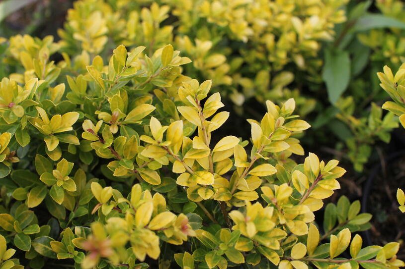 Cesmína vroubkovaná 'Golden Gem' - Ilex crenata 'Golden Gem' Kontejner o objemu 2 litry velikost 20-30 cm