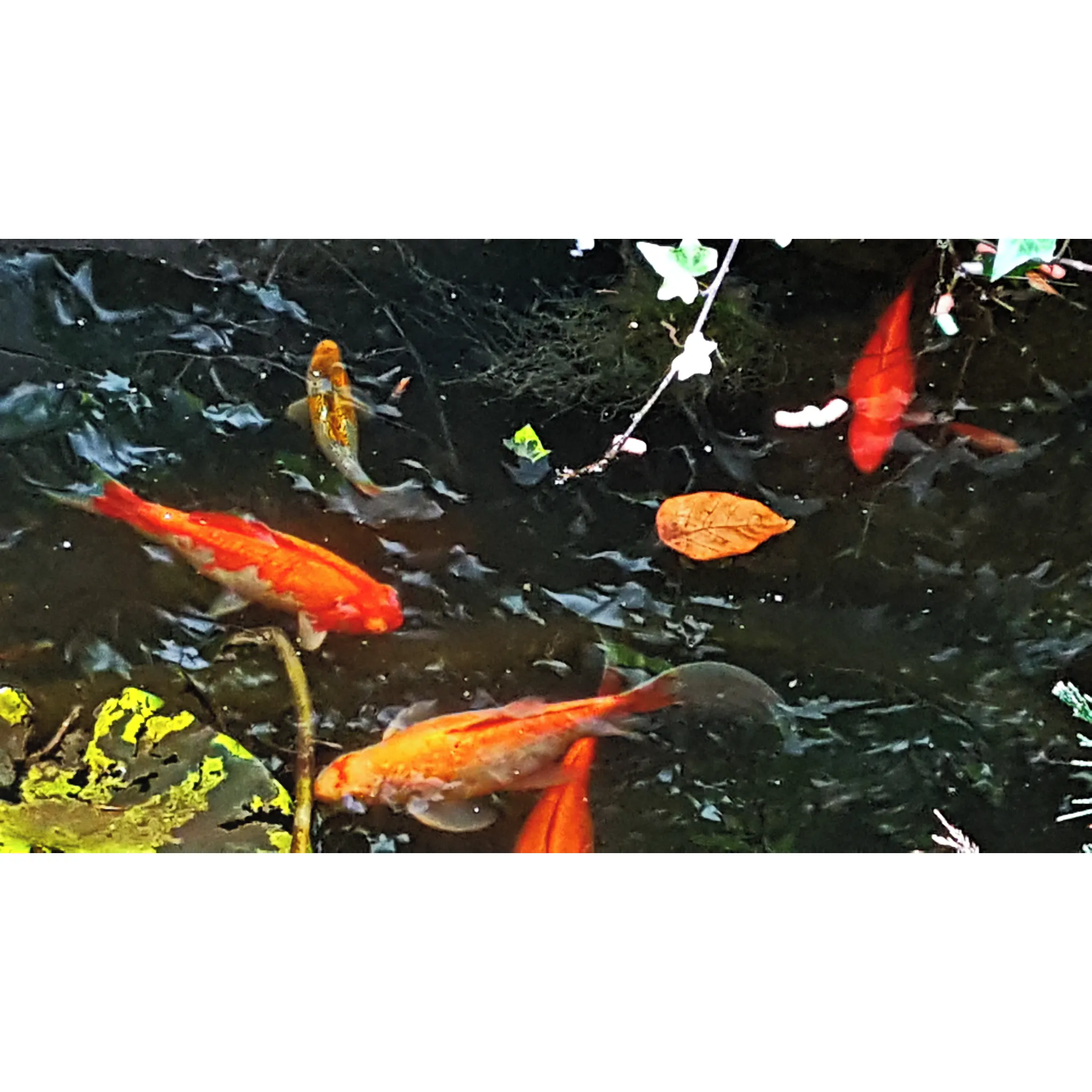 Fotografie 2 - Jezírková chemie Home pond Medic Pond 1 l