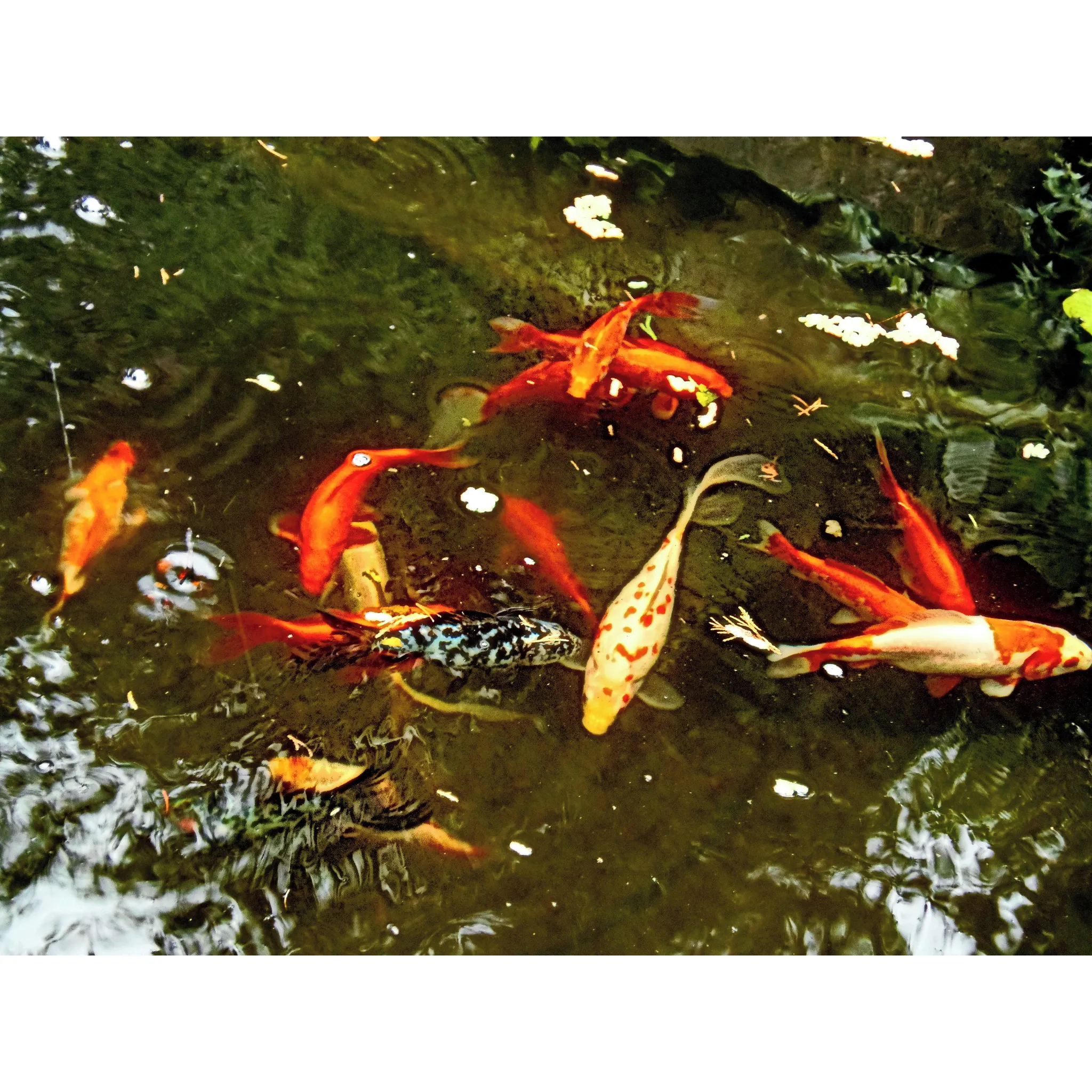 Fotografie 3 - Jezírková chemie Home pond Medic Pond 1 l