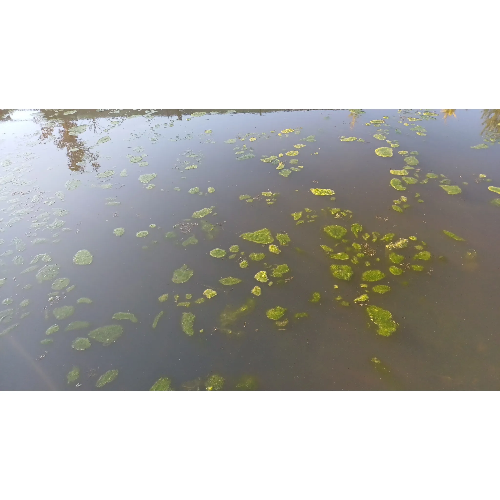 Fotografie 3 - Jezírková chemie Home pond Kata Pond 50 g