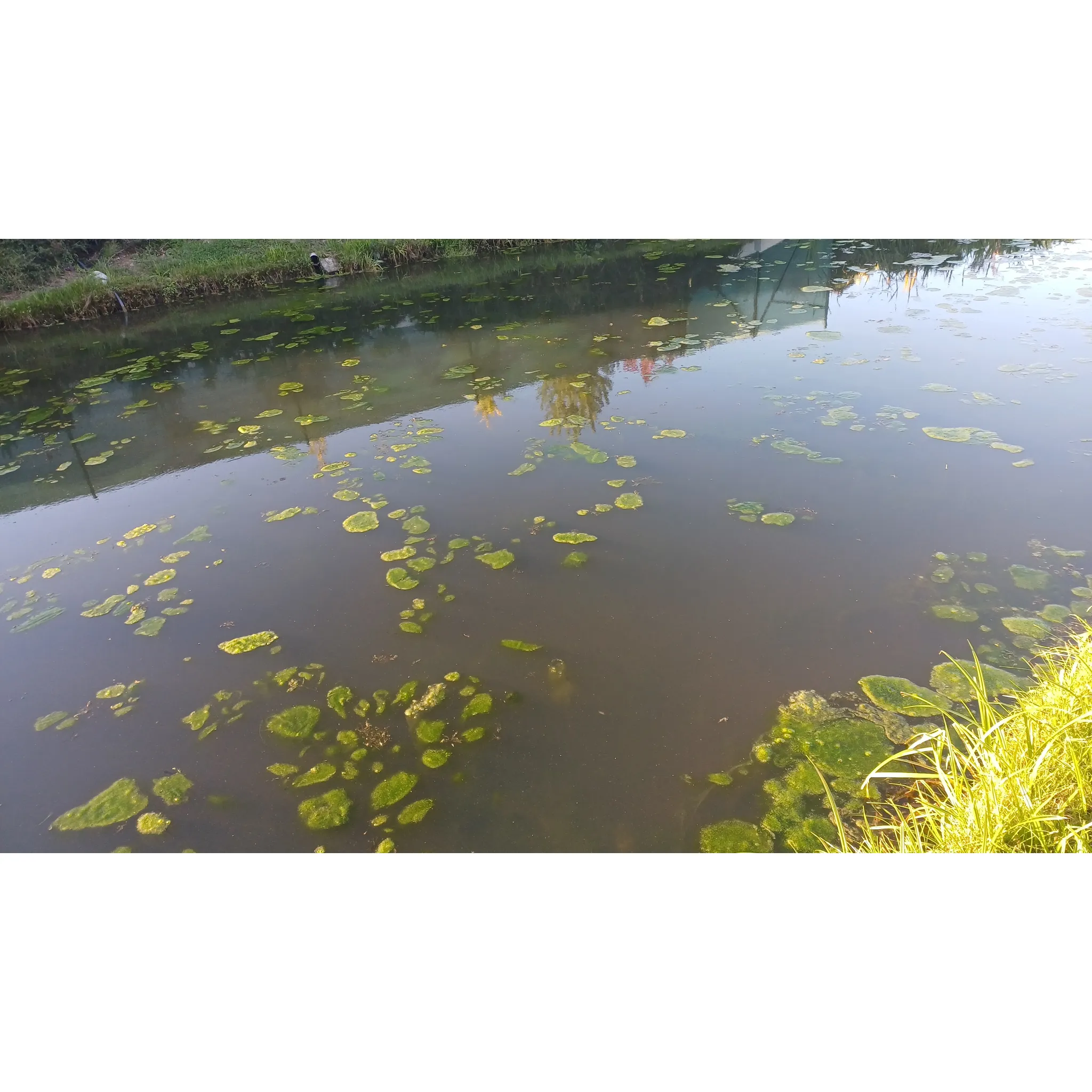 Fotografie 5 - Jezírková chemie Home pond Kata Pond 50 g