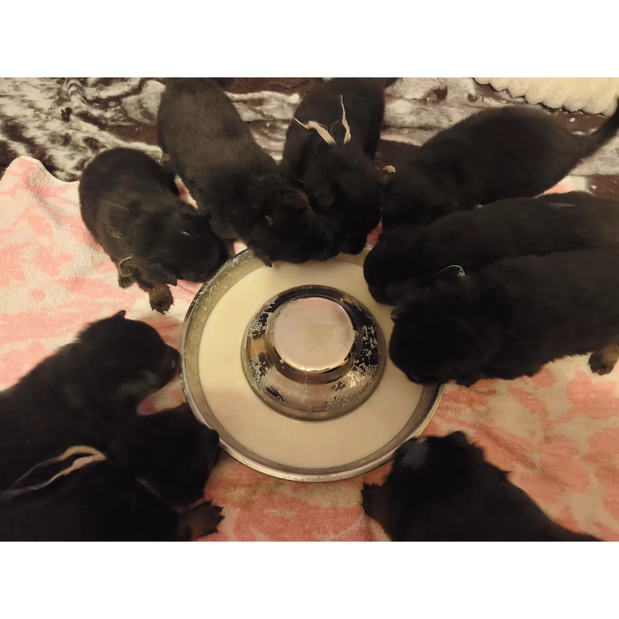 Fotografie 3 -  Fitmin Puppy kaše 3 kg