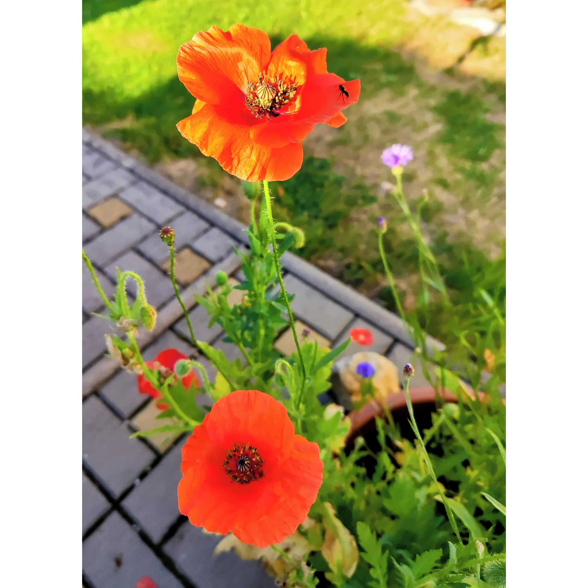 Fotografie 2 - Semeno Lipoo Rozkvetlý truhlík 3 květinové bomby