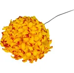 Chryzantéma vosková 14 cm 1 ks