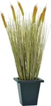 Pšenice ve sklizni v květináči, 60 cm