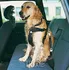 Postroj pro psa Trixie Bezpečnostní postroj do auta pro psa černý