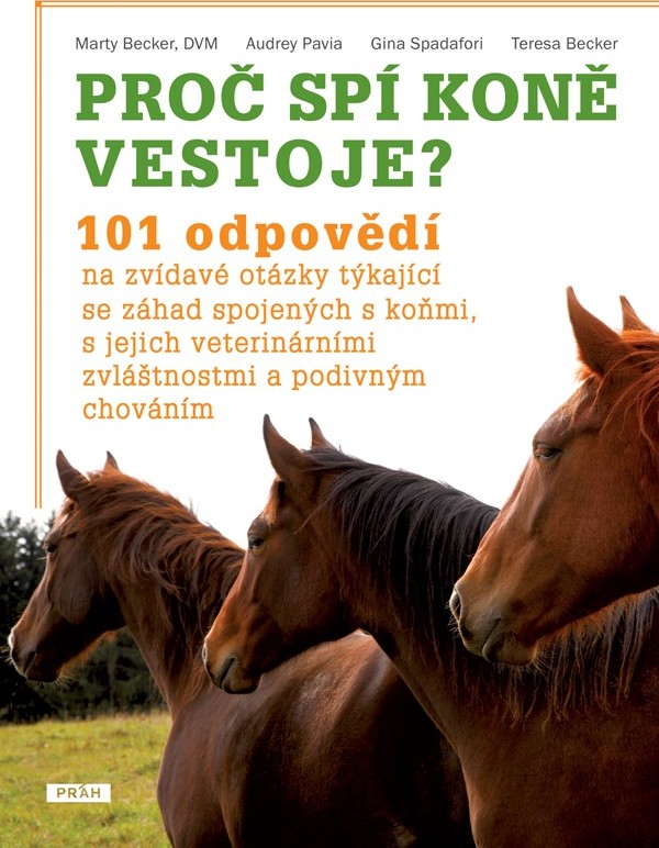 Proč koně spí ve stoje?