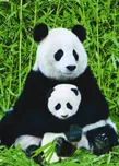 Puzzle EuroGraphics Panda a mládě 1000…