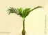 Umělá květina Palma s baňkovým kmenem, 240 cm
