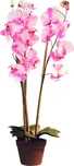 Orchidej růžová, 80 cm