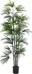 Fan Palm seedling 150 cm