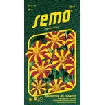 SEMO Aksamitník rozkladitý Mr. Majestic…