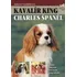 Chovatelství Kavalír King Charles Španěl - Juliette Cunliffeová