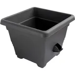 Plastia Bergamot 25 cm