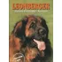 Chovatelství Leonberger - Daniela Pavlovská-Kuntová