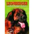 Chovatelství Leonberger - Daniela Pavlovská-Kuntová